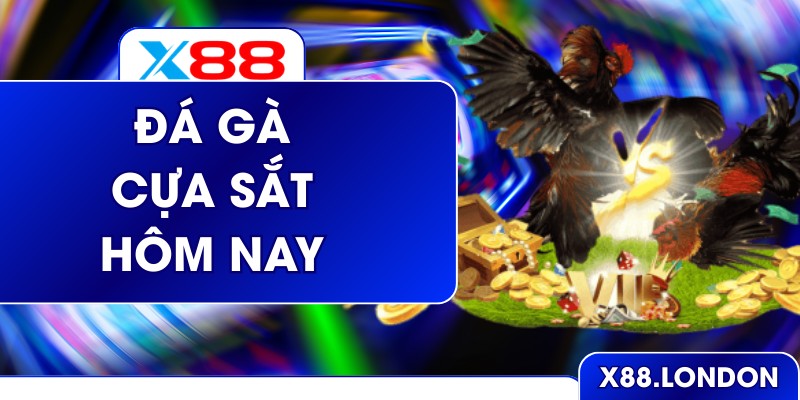 Đá Gà Cựa Sắt Hôm Nay
