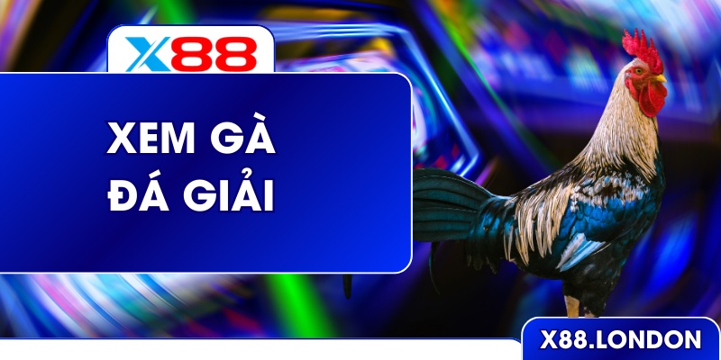 Xem Đá Gà Giải